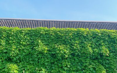 Rest In Peace🙏✨