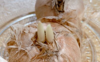 マシンピラティスのススメ